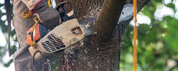 Best Storm Damage Tree Cleanup  in Robinson, TX