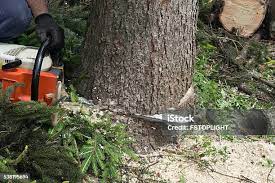 Best Commercial Tree Services  in Robinson, TX