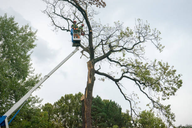 Best Palm Tree Trimming  in Robinson, TX