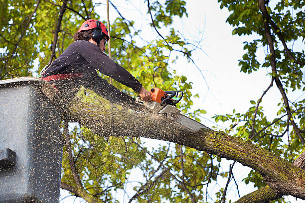 Best Utility Line Clearance  in Robinson, TX