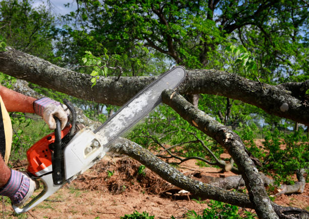 Best Tree Disease Treatment  in Robinson, TX