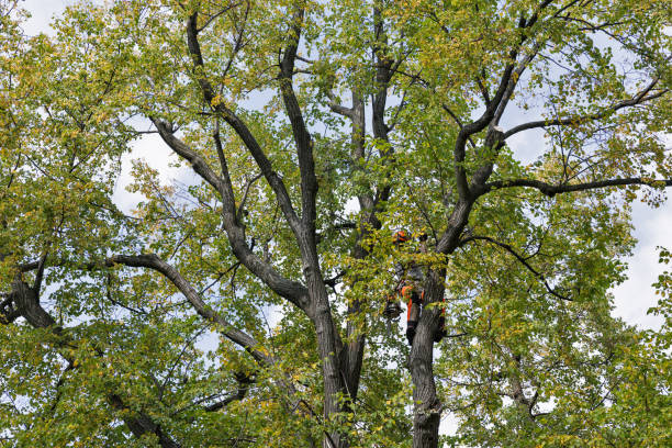 Best Fruit Tree Pruning  in Robinson, TX